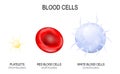 Blood cells type Royalty Free Stock Photo