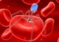 Blood cells with virus Royalty Free Stock Photo