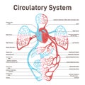 Blood circulatory system of human body. Large and small circle of blood Royalty Free Stock Photo