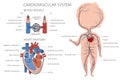 Blood circulatory system system in kid body. Royalty Free Stock Photo