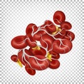 Blood clot. Thrombus. Red blood cells bound by fibrin filaments. Royalty Free Stock Photo