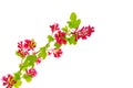 Blood currant flowers isolated on white. Royalty Free Stock Photo