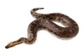 blood curtus sumatran short tailed python snake