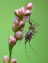 Blood Engorged Mosquito On A Pink Plant Royalty Free Stock Photo