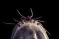 A blood-filled tick on a black background