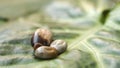 A blood-filled tick crawling on a green leaf