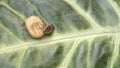 A blood-filled tick crawling on a green leaf