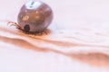 Blood filled tick: Macro close up of tick, infection disease