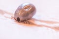 Blood filled tick: Macro close up of tick, infection disease