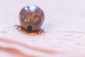 Blood filled tick: Macro close up of tick, infection disease