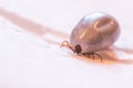 Blood filled tick: Macro close up of tick, infection disease