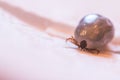 Blood filled tick: Macro close up of tick, infection disease