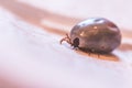 Blood filled tick: Macro close up of tick, infection disease