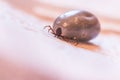Blood filled tick: Macro close up of tick, infection disease