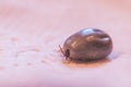 Blood filled tick: Macro close up of tick, infection disease