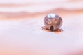 Blood filled tick: Macro close up of tick, infection disease