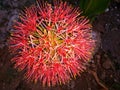 Scadoxus& x28;Fireball Football Blood Lily& x29; near river Ganga Varanasi India