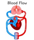 Blood flow. Heart anatomy formation. Human circulation system. Biology Illustration of blood flow, arrows. Vector illustration .