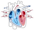 Blood flow of the heart diagram