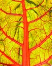 Blood geranium leaf veins macro Royalty Free Stock Photo