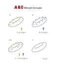 Blood groups, blood types, antigens and antibodies explanation in a table. Medical illustration in line art style.