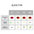 Types of blood A, B, AB, O. Recipient and Donor. Royalty Free Stock Photo
