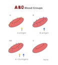Blood groups, blood types, antigens and antibodies explanation in a table. Medical illustration in line art style.