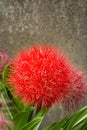 Blood lily or fireball lily