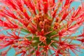 Blood Lily Flower