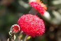 Blood lily in a garden