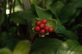 Blood lily Haemanthus puniceus berries