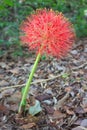 Blood lily red