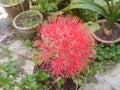 Blood Lily or Scadoxus multiflorus close-up