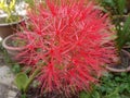 Blood Lily or Scadoxus multiflorus close-up