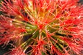 Blood Lily in The Sunshine