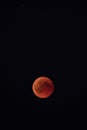 Blood moon at its most red moment in black night sky Royalty Free Stock Photo