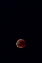 Blood moon at most red moment in black night sky Royalty Free Stock Photo