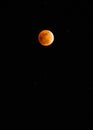 Blood Moon Royalty Free Stock Photo