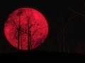 Blood moon scene with dark woods. 3d illustration