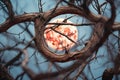 blood moon viewed through branches of leafless tree