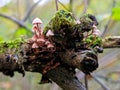 Blood Mushroom (Mycena haematopus). Royalty Free Stock Photo