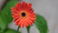 Blood Orange  Gerber Daisy Gerbera jamesonii with Green folliage and on a blurred background Royalty Free Stock Photo