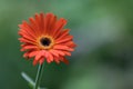 Blood Orange  Gerber Daisy Gerbera jamesonii with Green folliage and on a blurred background on a sunny day Royalty Free Stock Photo