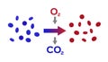 Blood oxygen color / Alveolus in lung. gas exchange