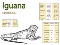 Blood parameters in the green iguana. Veterinary medicine.