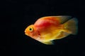 Blood parrot cichlid, bright red and orange coloration, freshwater hybrid, cute, intelligent and a great pet