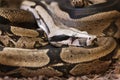 Blood python on the ground_horizontal Royalty Free Stock Photo