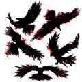blood ravens silhouette Royalty Free Stock Photo