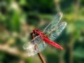 Blood red dragon fly Royalty Free Stock Photo