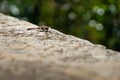 Blood Red dragonfly. Crocothemis servilia